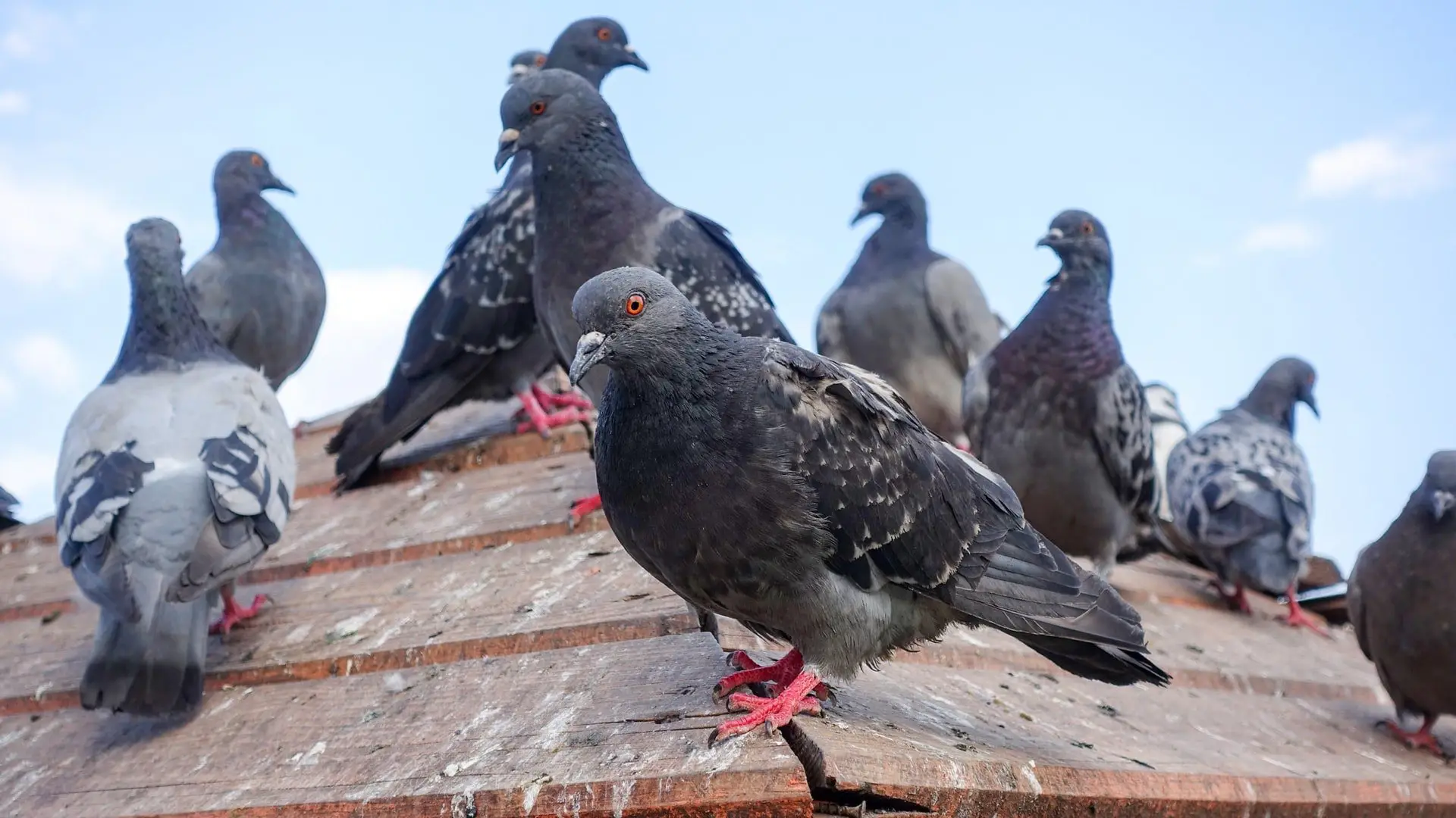 dépigeonnage 06